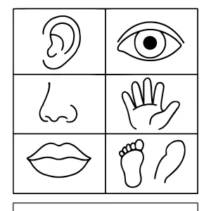 Educational body parts coloring page for kids featuring labeled outlines to color