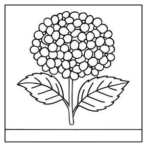 Hydrangea flower coloring page for free printable coloring fun