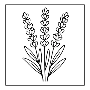 Lavender flowers coloring page featuring detailed flower stems, free printable for kids and adults