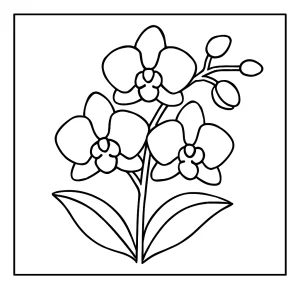 Orchid flower coloring page for free printable activity