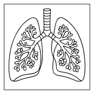 Educational human lungs cutaway coloring page for kids to print and color, showing the internal anatomy for learning.