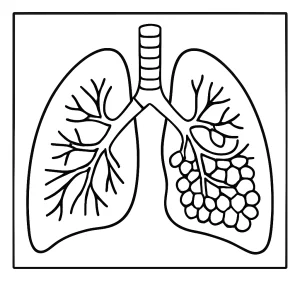 Human lungs cutaway coloring page with detailed anatomical features for kids to color