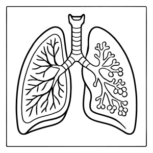 Human lungs cutaway coloring page for kids showing detailed anatomy for educational coloring activities