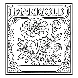 Marigold Art Nouveau coloring page featuring detailed floral poster design for kids and adults to print and color.